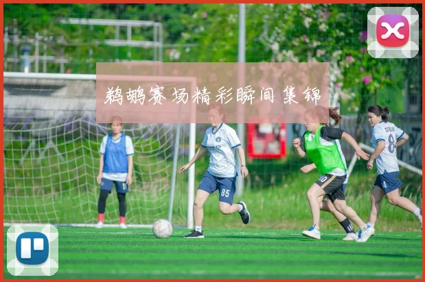 鹈鹕赛场精彩瞬间集锦